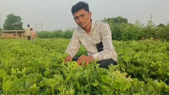 ગુજરાત, મગફળીનું ઉત્પાદન, મગફળીનું વાવેતર, ગુજરાતની ખેતી, કપાસનું વાવેતર, મગફળીના બજારભાવ, સરકારી ટેકાના ભાવ, જૂનાગઢ, રાજકોટ, મોરબી, બીબીસી ગુજરાતી, ભારતમાં ખેતી