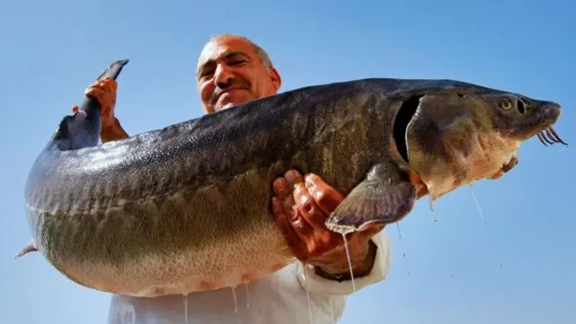 ماهی استورژن