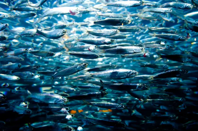 Una escuela de sardinas en el mar
