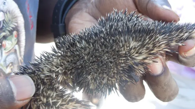 முள்ளெலி