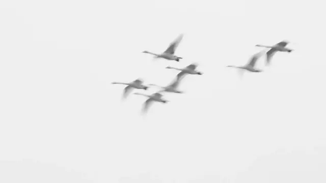 Зграї перелітних птахів