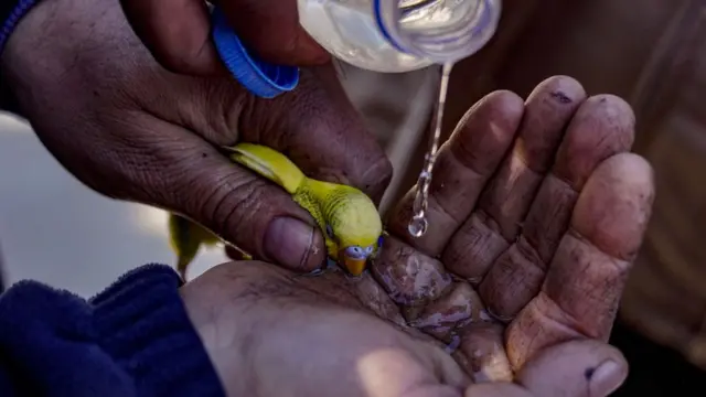 Seekor burung diselamatkan dari reruntuhan bangunan yang ambruk akibat gempa di Hatay, Turki, 9 Februari 2023.
