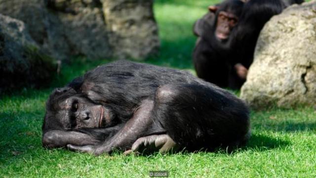 Giống như với người, khỉ tinh tinh thường ngủ một giấc dài