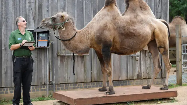 верблюд на весах