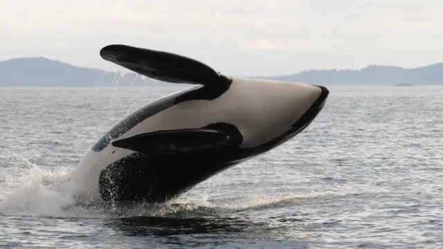 Una ballena asesina