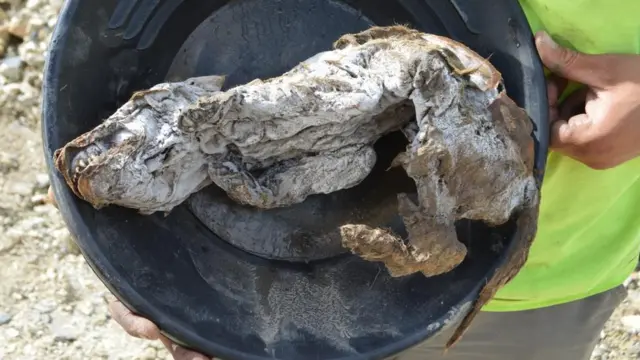 ஓநாய்க் குட்டியின் உடல்