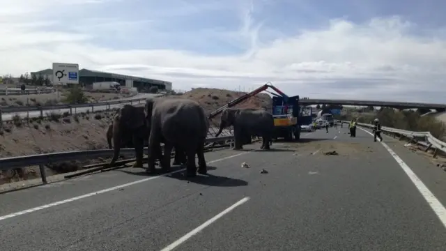 Los elefantes sobre la carretera A-30 de España