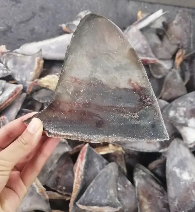 షార్క్ రెక్కలు