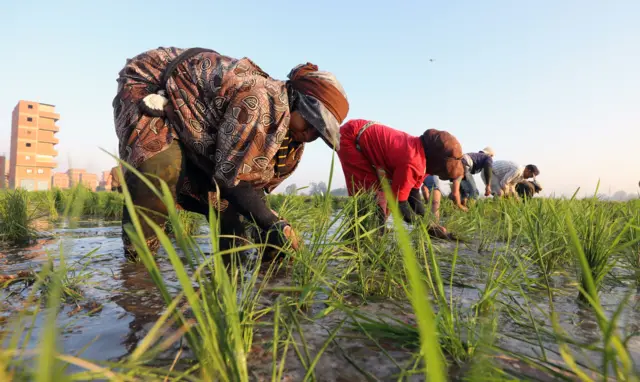 Des agriculteurs égyptiens plantent des semis de riz dans le delta fertile de l'Égypte, à Tanta, dans le gouvernorat d'Algharbeya, à 100 km du Caire, le 22 juin 2022.