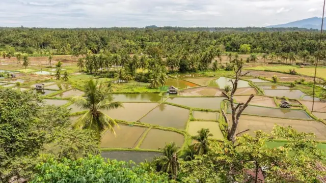 Batı Sumatra çeltik tarlaları