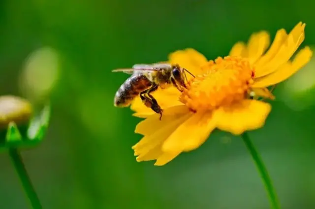 Des études indiquent que les abeilles changent de comportement après un incident traumatisant.