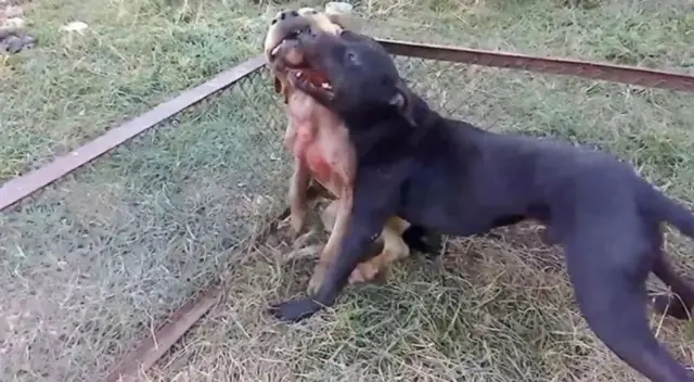 కుక్కల పందం