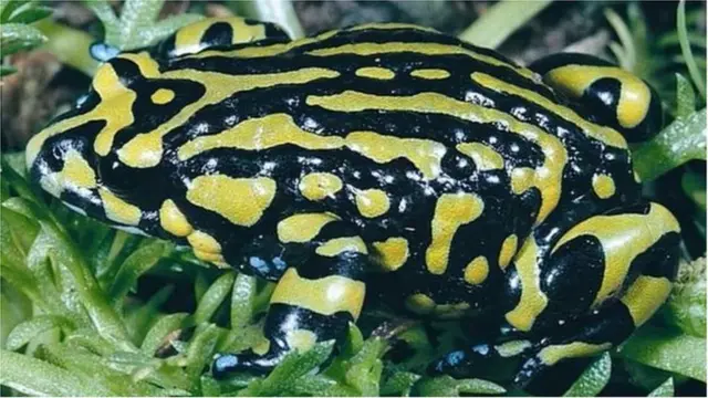 పూర్తిగా అంతరించిపోతున్న దశలో ఉన్న నార్తర్న్ కరోబోరీ కప్ప