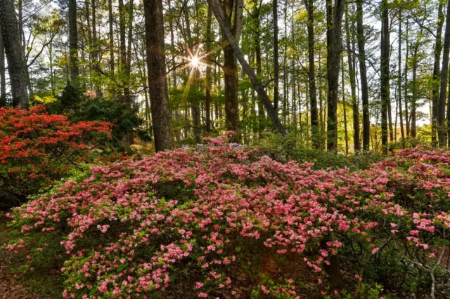 Muchos arbustos de azaleas en un bosque.