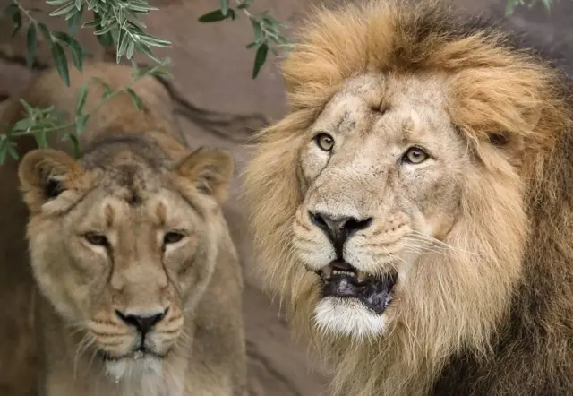 ગિરનો સિંહ