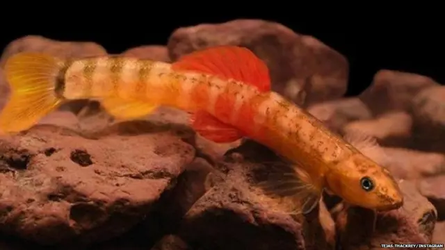 तेजस ठाकरे यांनी माशाची एक नवीन प्रजाती शोधून काढली आहे.