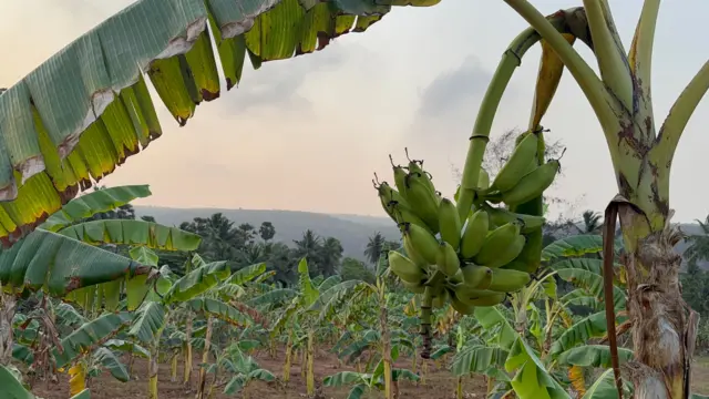 యారాడు