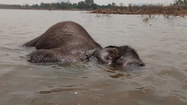 யானைகள் உயிரிழப்பு