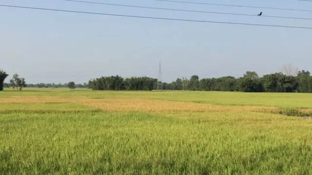 धान