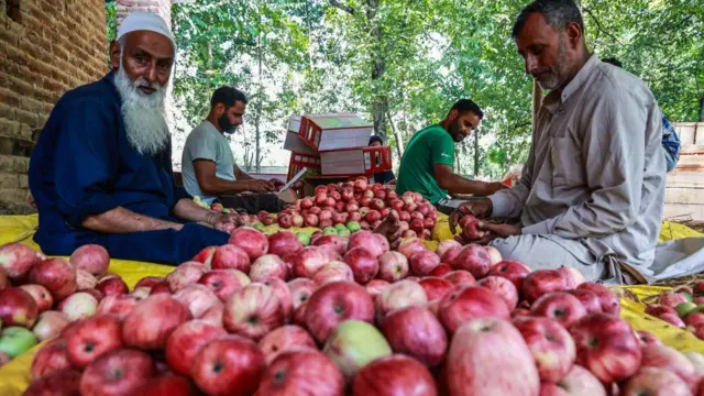 কমেছে কাশ্মীরের আপেল যাওয়ার পরিমাণ 