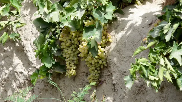 انګور