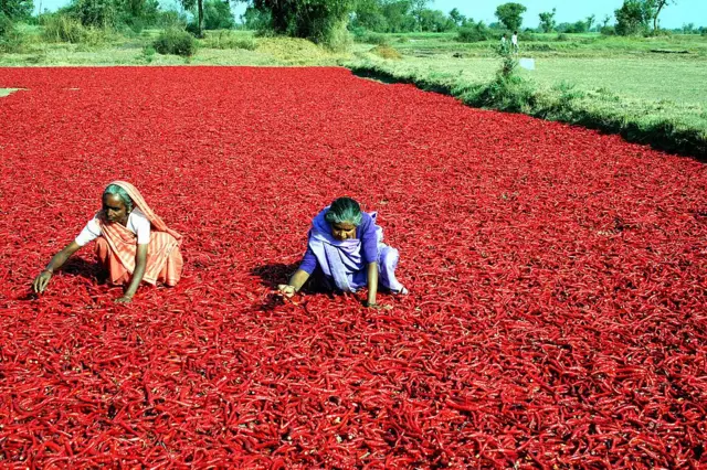 અમદાવાદ નજીક સેરથા ગામમાં મરચાં પાથરી રહેલાં મહિલઓની તેમણે ખેંચેલી એક તસવીર