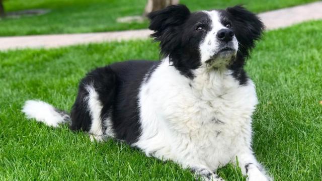 Biggest store border collie