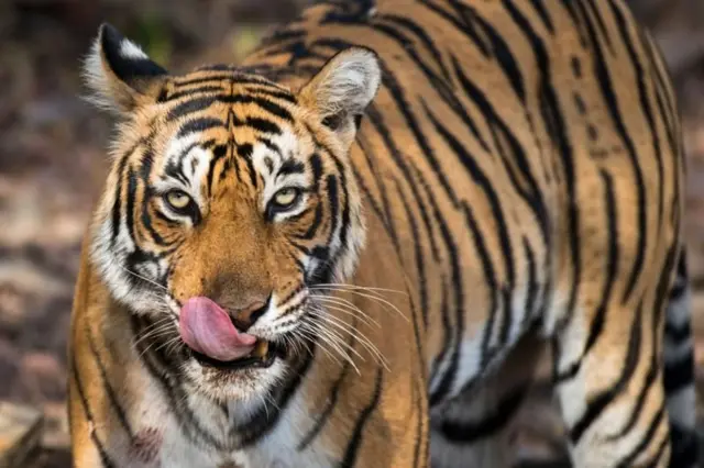वाघ