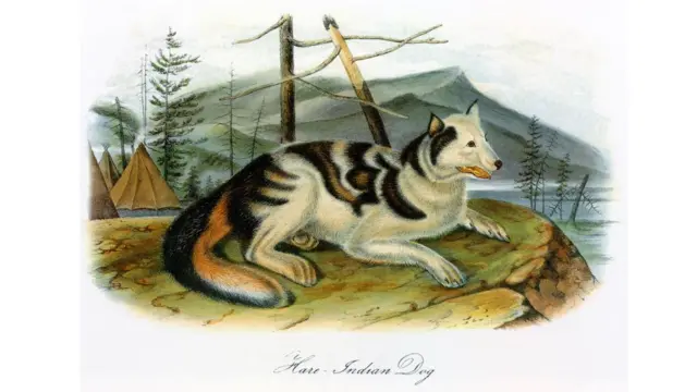 Cão indígena hare