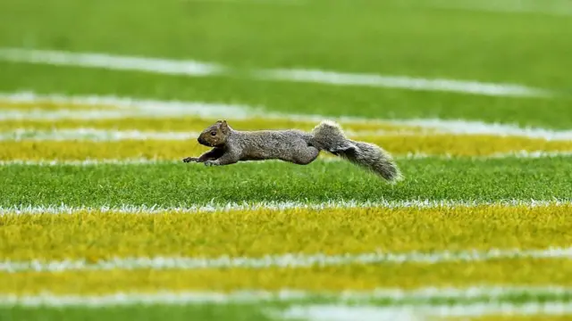 Ce surnom,'' les Écureuils'', remonte aux années 1960 et symbolise un petit pays qui cherche à grimper haut.