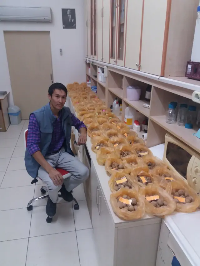 Кыргыз жаңгагы