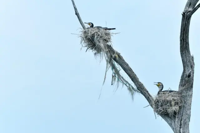 Wasantha Chandrapala
