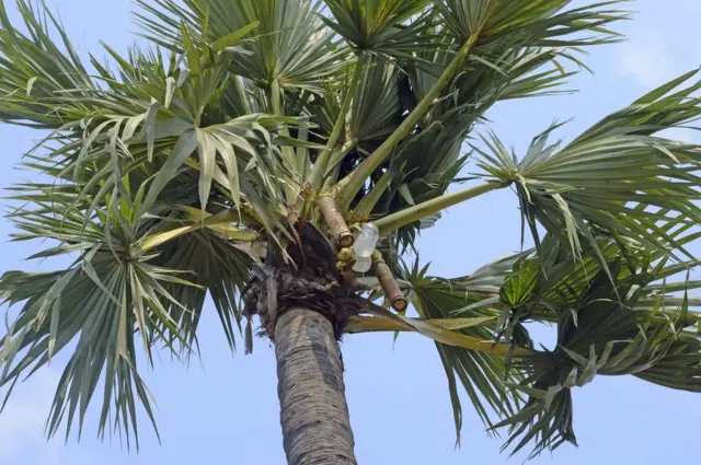 బొంగులో కల్లు