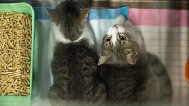 Маце у кавезу