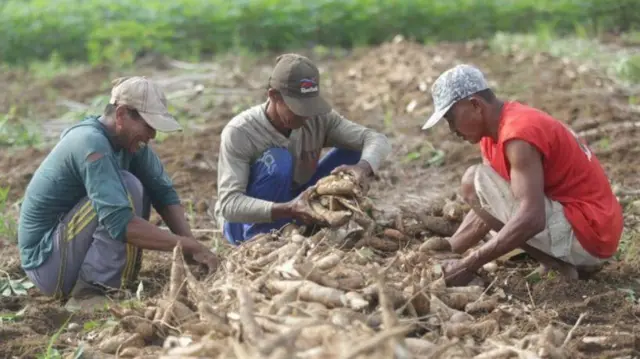 petani singkong