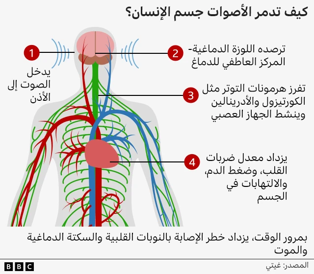 كيف تدمر الأصوات جسم الإنسان؟ يدخل الصوت إلى الأذن ثم ترصده اللوزة الدماغية- المركز العاطفي للدماغ ثم
تفرز هرمونات التوتر مثل الكورتيزول والأدرينالين وينشط الجهاز العصبي ثم يزداد معدل ضربات القلب، وضغط الدم، والالتهابات في الجسم... وبمرور الوقت، يزداد خطر الإصابة بالنوبات القلبية والسكتة الدماغية والموت