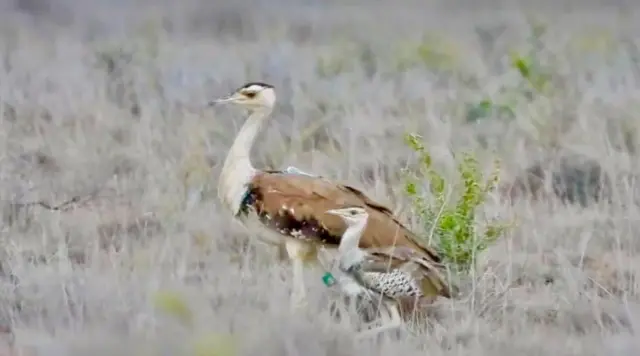 ઘોરાડ, બીબીસી ગુજરાતી 