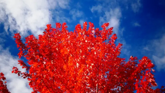 Árbol con hojas rojas.