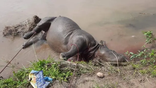 गैँडा मृत्यु