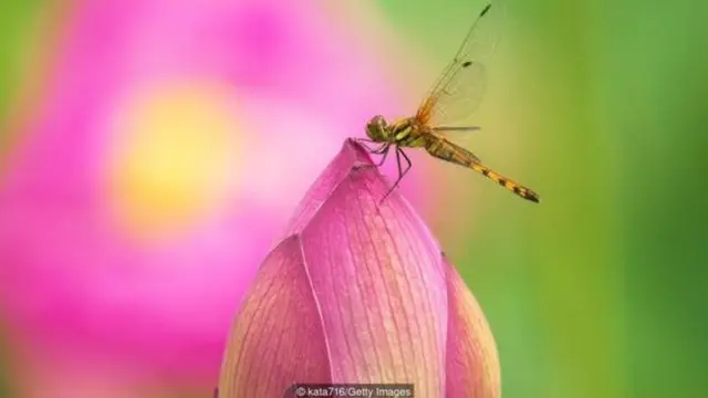 लॉकडाउन