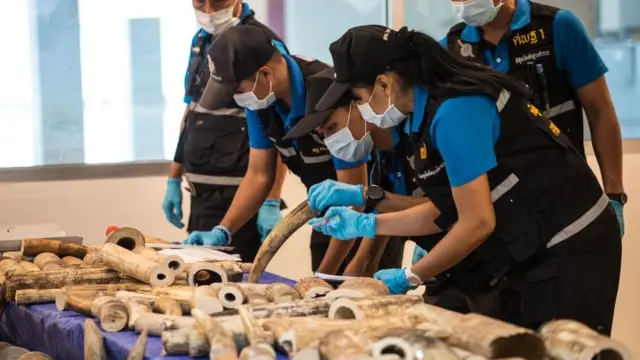 เจ้าหน้าที่ตรวจสอบงาช้างจำนวนกว่า 300 กิโลกรัมซึ่งถูกยึดได้ที่สนามบินสุวรรณภูมิ เมื่อเดือน มี.ค. 2560