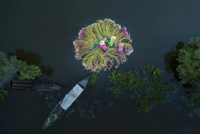 Flower on the water
