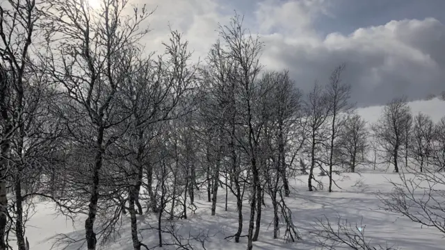 Dyatlov geçidi orman