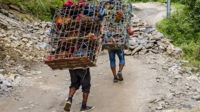 माथिल्लो मर्स्याङ्दी क्षेत्रमा कुखुरा बोकेर लग्दै भरियाहरू