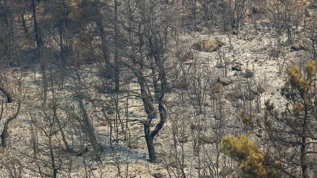 Yanmış bir orman