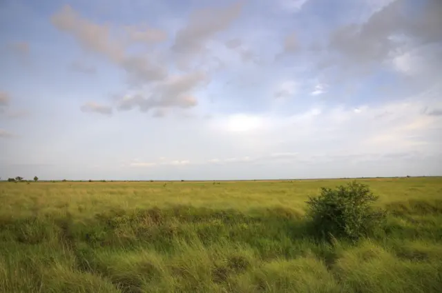 કચ્છમાં જ્યાં ખડમોર દેખાય છે તે નળિયાના ઘાસિયા મેદાનની તસવીર