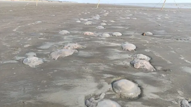 জেলিফিশ