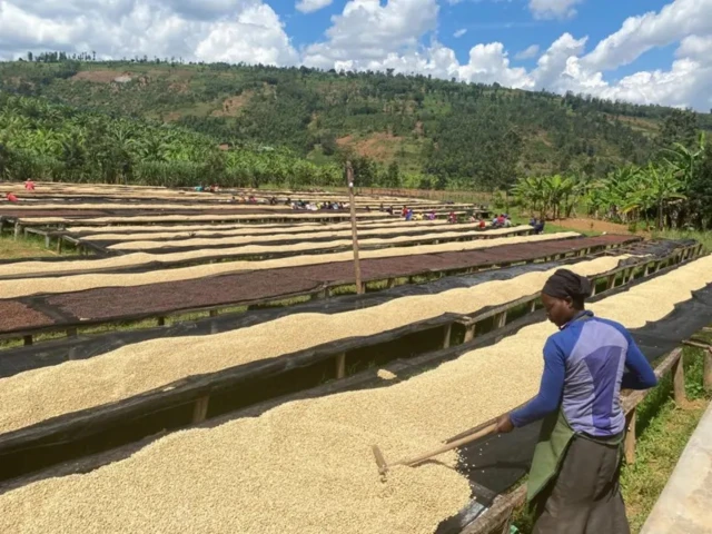 Umuntu ariko arasanza imbuto z'ikawa