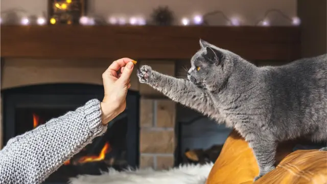 Кот с хозяйкой