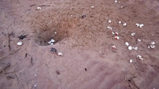 قشر بيض السلاحف